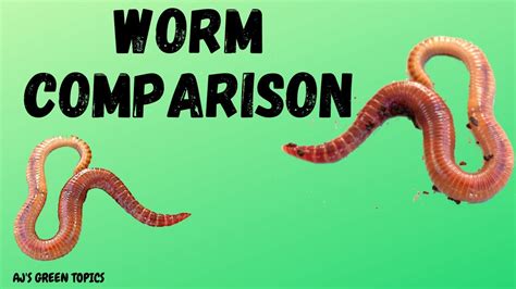 Vermicompost: Red Worms Vs European Night Crawlers